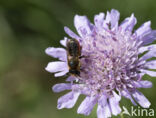 Tuinbladsnijder (Megachile centuncularis)