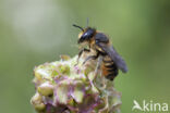 Tuinbladsnijder (Megachile centuncularis)