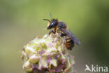 Tuinbladsnijder (Megachile centuncularis)