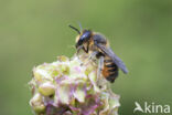 Tuinbladsnijder (Megachile centuncularis)