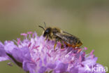 Tuinbladsnijder (Megachile centuncularis)