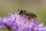 Tuinbladsnijder (Megachile centuncularis)