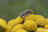 Wormkruidbij (Colletes daviesanus)