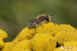 Wormkruidbij (Colletes daviesanus)