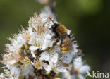 Vosje (Andrena fulva)