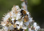 Vosje (Andrena fulva)