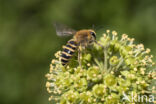 Klimopbij (Colletes hederae)