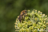 Colletes hederae