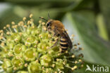 Klimopbij (Colletes hederae)