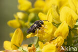 Kleine harsbij (Anthidium strigatum)