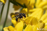 Kleine harsbij (Anthidium strigatum)