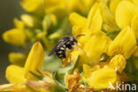 Kleine harsbij (Anthidium strigatum)