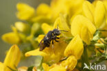 Kleine harsbij (Anthidium strigatum)