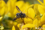 Kleine harsbij (Anthidium strigatum)