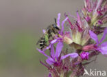 Kattenstaartdikpoot (Melitta nigricans)