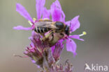 Kattenstaartdikpoot (Melitta nigricans)