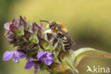 Grote bladsnijder (Megachile willughbiella)