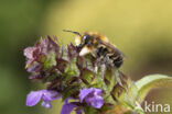 Grote bladsnijder (Megachile willughbiella)