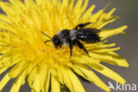 Asbij (Andrena cineraria)