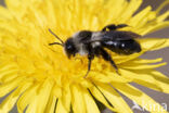 Asbij (Andrena cineraria)