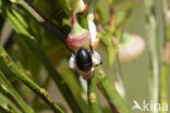 Bosbesbij (Andrena lapponica)