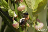 Bosbesbij (Andrena lapponica)