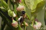 Bosbesbij (Andrena lapponica)