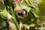 Bosbesbij (Andrena lapponica)