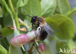 Bosbesbij (Andrena lapponica)