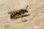 Halictus scabiosae