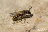 Halictus scabiosae