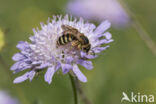 Breedbandgroefbij (Halictus scabiosae)