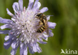 Breedbandgroefbij (Halictus scabiosae)