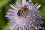 Breedbandgroefbij (Halictus scabiosae)