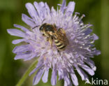 Halictus scabiosae