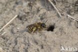 Breedbandgroefbij (Halictus scabiosae)