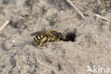 Halictus scabiosae