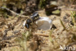 Gedoornde slakkenhuisbij (Osmia spinulosa)