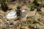 Gedoornde slakkenhuisbij (Osmia spinulosa)