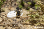 Gedoornde slakkenhuisbij (Osmia spinulosa)