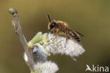 Yellow-legged Mining Bee (Andrena flavipes)