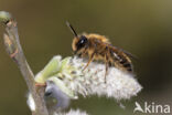 Yellow-legged Mining Bee (Andrena flavipes)