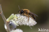 Grasbij (Andrena flavipes)