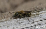 Blauwe metselbij (Osmia caerulescens)