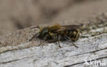 Blauwe metselbij (Osmia caerulescens)