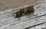 Blauwe metselbij (Osmia caerulescens)