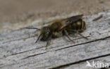 Osmia caerulescens