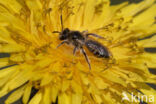 Roodbuikje (Andrena ventralis)