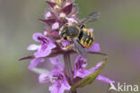 Grote wolbij (Anthidium manicatum)