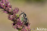 Kattenstaartdikpoot (Melitta nigricans)